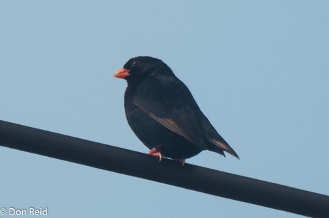 Village Indigobird, Inhassoro