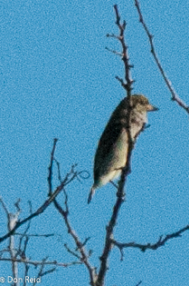 Green Tinkerbird (from a distance, wish I had a better photo)