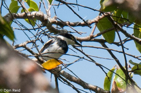 Pale Batis, Rio Savane