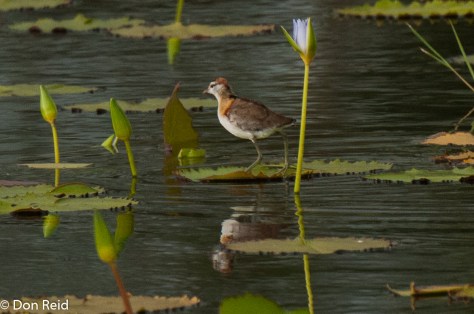 Lesser Jacana, Rio Maria Beira
