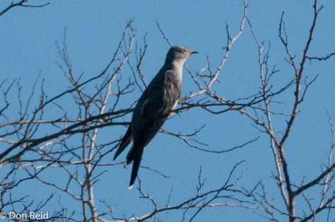 African Cuckoo. Another fuzzy photo - also taken from a distance