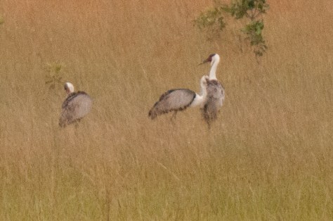 Wattled Crane, Rio Savane (a long way from the camera)