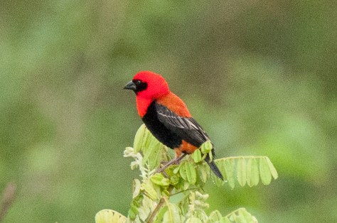 Black-winged Red Bishop