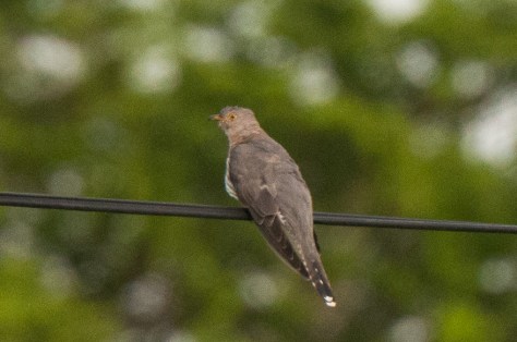 African Cuckoo, Catapu area