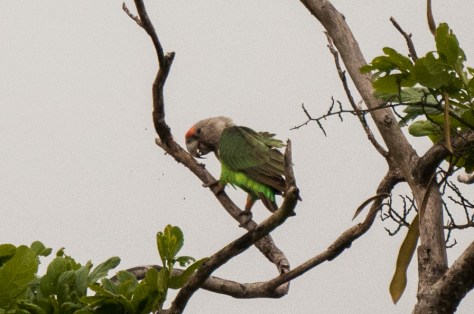 Grey-headed Parrot