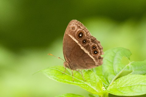 Butterfly : Eyed bush brown (henotesia perspicua), Catapu area