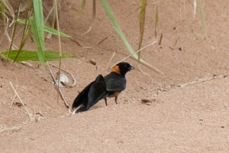 Broad-tailed Paradise Whydah