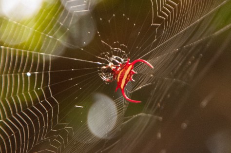 Kite Spider, Catapu area