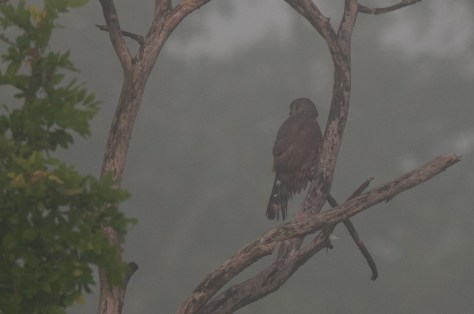 African Goshawk in the mist, Mphingwe