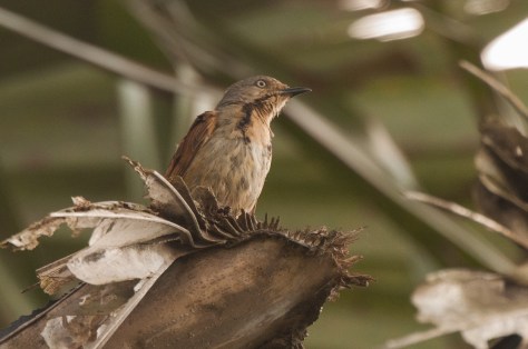 Collared Palm-Thrush