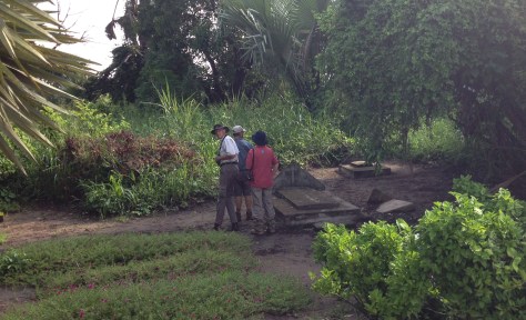 Looking for a Palm-Thrush in the dead centre of town