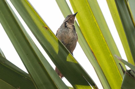 Collared Palm-Thrush, in palm grove on the Road to Sena