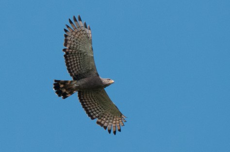 Southern Banded Snake-Eagle, Road to Sena