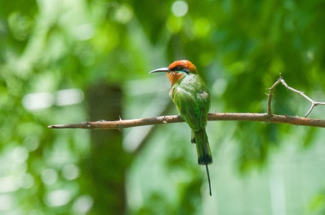 Bohm's Bee-Eater, Rademan's Farm on Zambezi River