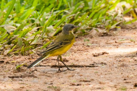 Yellow Wagtail (race Thunbergi)