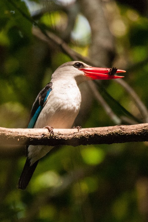 Mangrove Kingfisher