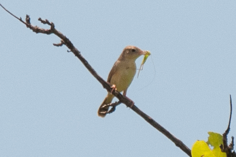Short-winged Cisticola