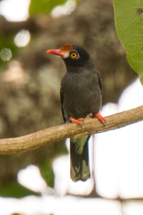 Chestnut-fronted Helmetshrike