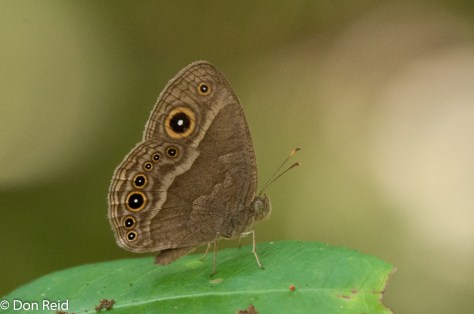 Eyed bush brown (henotesia perspicua) 