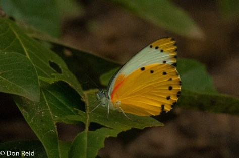 False dotted-border / valsvoelentwitjie (Belenois thysa thysa) 