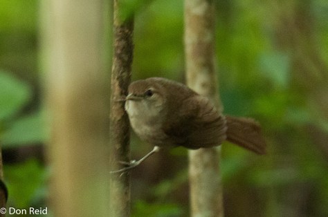 Terrestial Brownbul