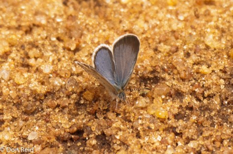 Gaika blue (Zizula hylax hylax)