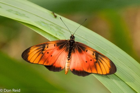 Natal acraea / Natalse rooitjie (Acraea natalica natalica)