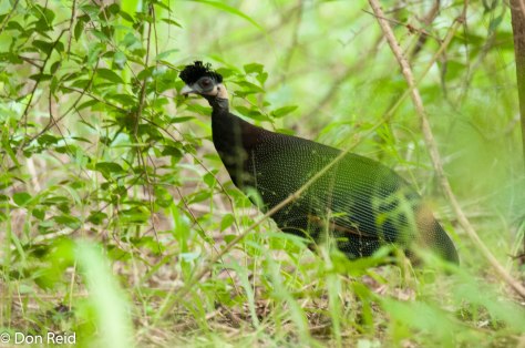 Crested Guineaufowl, Mphingwe camp