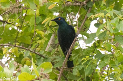 Black-bellied Starling, Mphingwe camp