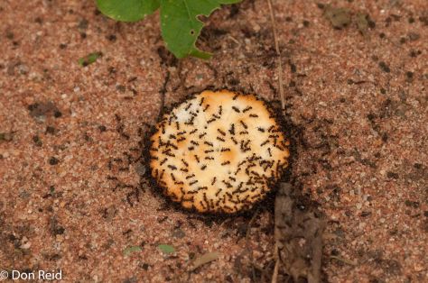 Ants on a cracker, Mphingwe camp