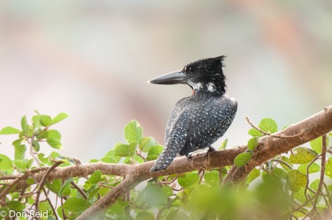 Giant Kingfisher