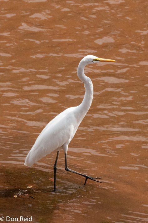 Great Egret