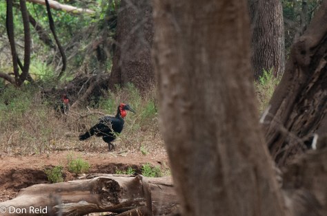 Ground Hornbill