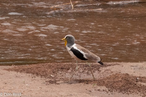 White-crowned Lapwing