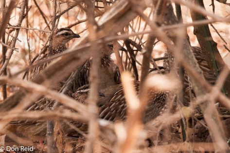 Crested Francolin (only just)