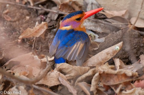 Pygmy Kingfisher, Punda Maria camp