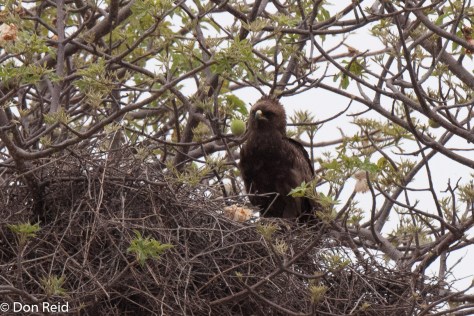Wahlberg's Eagle