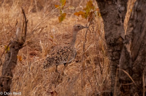 Red-crested Korhaan