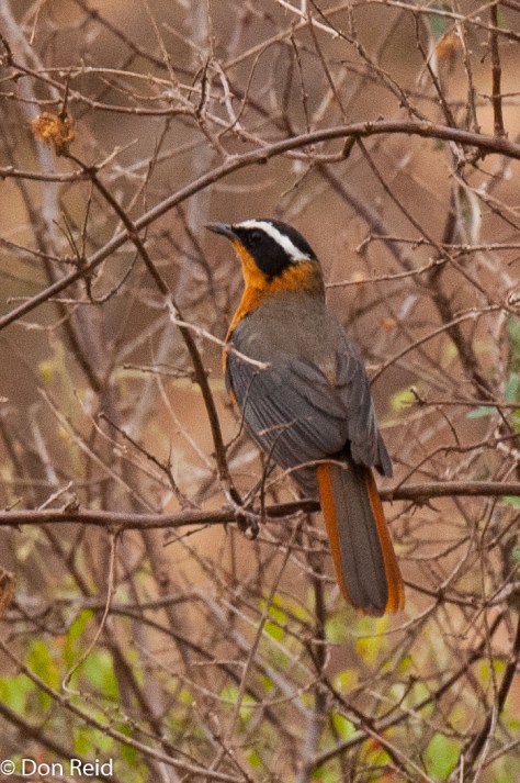 White-browed Robin-Chat, Punda Maria