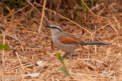 Brown-crowned Tchagra, Punda Maria