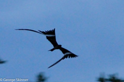 Pennant-winged Nightjar (Photo : George Skinner)