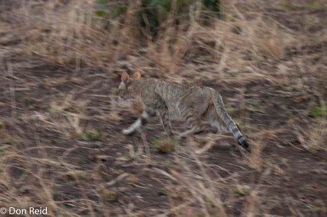African Wild Cat