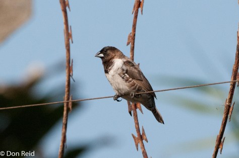 Bronze Mannikin, La Lucia