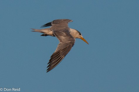 Swift Tern