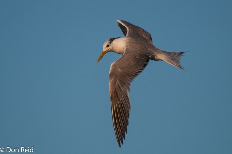 Swift Tern