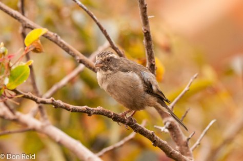 Streaky-headed Seedeater