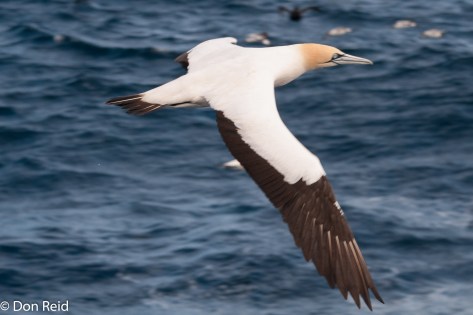 Cape Gannet