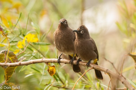 Cape Bulbul