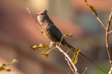 Red-faced Mousebird (calling)