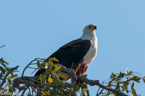 African Fish-Eagle